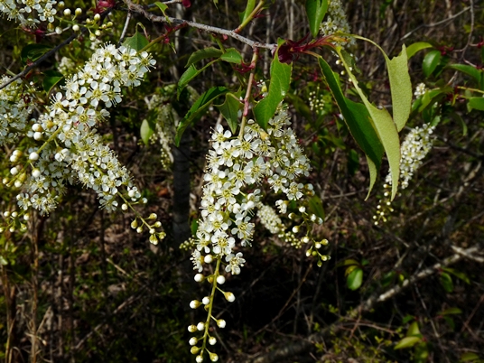 {Prunus serotina}